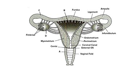 pictures of vaginas|Female Anatomy: Labeled Diagrams (Inside and Outside).